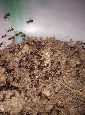 【石狩红蚁3后100工】宠物蚂蚁 红头红身 繁殖快 随意合巢 包邮