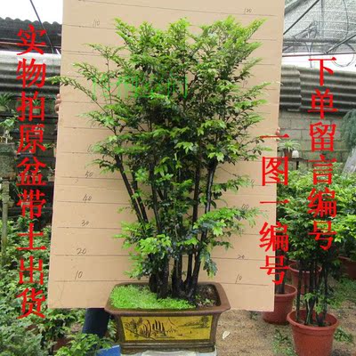 檀木盆景图片