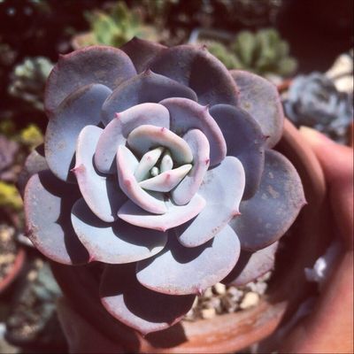 蓝粉台阁图片