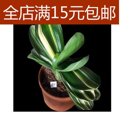 彩色君子兰苗图片