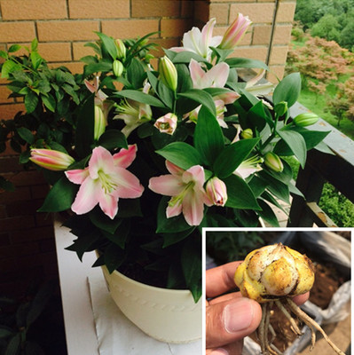 香水百合花种球 带芽发货 花卉绿植盆栽 大球包成活