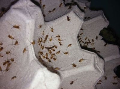 樱桃蟑螂幼体,刚出生的,15元600只,用果蝇杯子装.先联系再拍