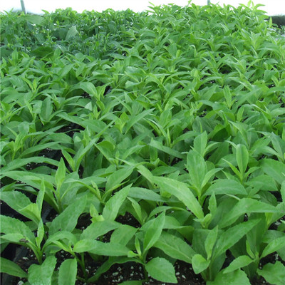 有机降糖草明月草大棵壮苗神仙草益寿草 降糖压十棵包邮