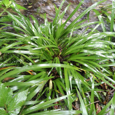 这种是什么植物?长得像石斛。大多寄生在树木和石壁上。