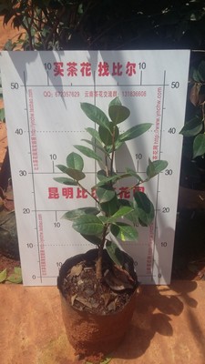 恨天高茶花图片
