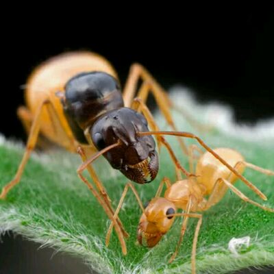 土耳其弓背蚁图片