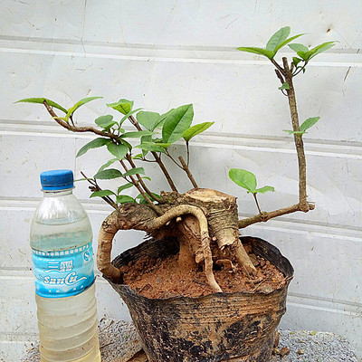 【精品桂花树图片】_精品桂花树图片大全_淘宝网精选