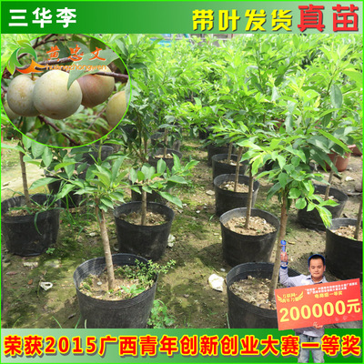 李子树苗图片