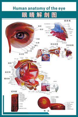 医院眼科眼镜店24寸28寸32寸海报宣传画挂图 169《眼睛解剖图》