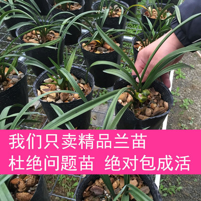 盆栽猴面兰花苗 猴面小龙兰奇特兰花苗稀有永生花绿植耐寒香蕙