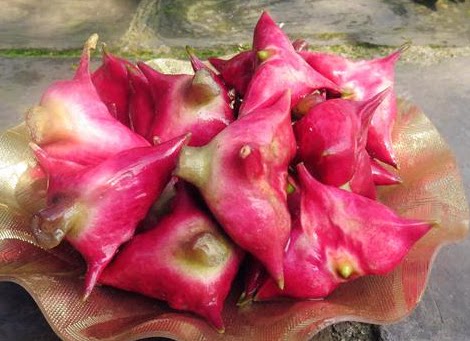 2016年 苏州水八鲜特产新鲜四角红菱角 现摘现卖 2斤装 顺丰包邮