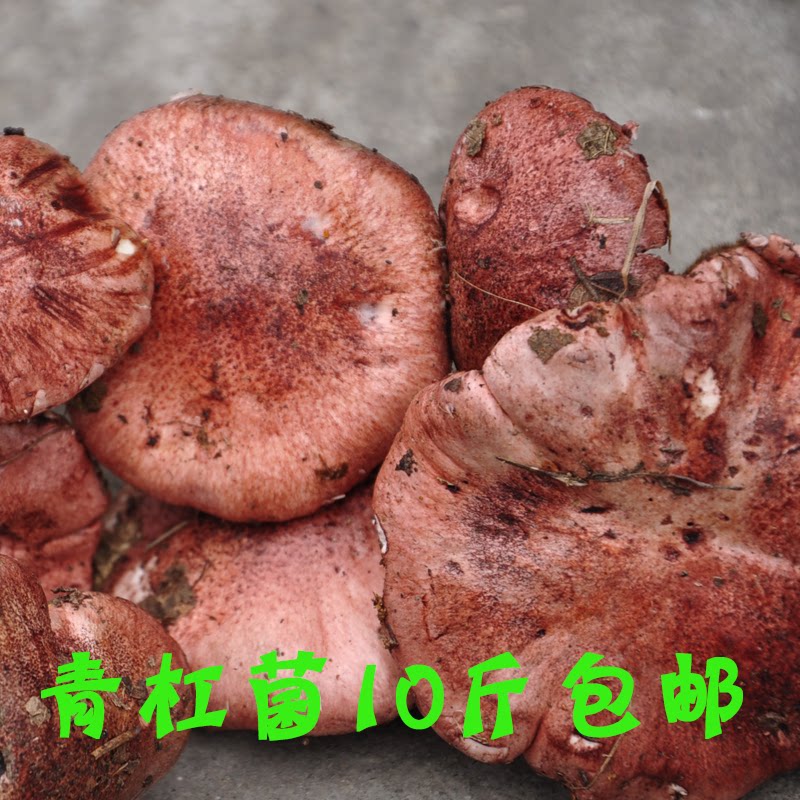 现货新鲜青杠菌青冈菌青岗菌红菌子