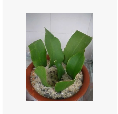 苗圃直销 昙花花苗 扡插昙花苗 昙花大苗