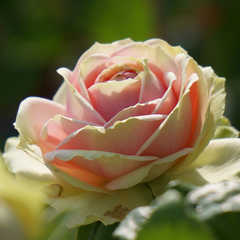 火龙果 月季店铺-火龙果 月季商家直销