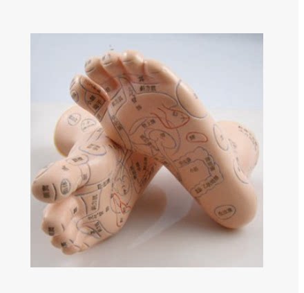 超清晰 足部按摩足模型足部反射区足底针灸人体穴位模型足穴双脚