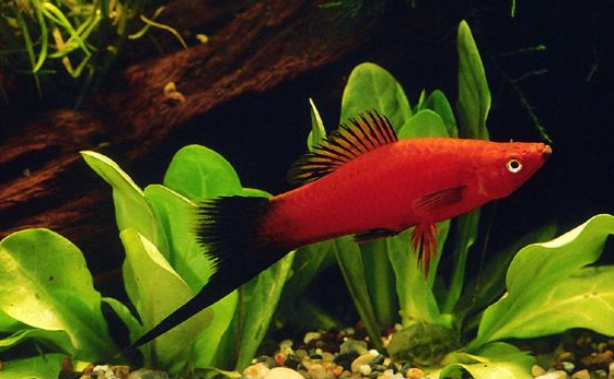 热带鱼 观赏鱼 黑尾红剑 总长5cm左右