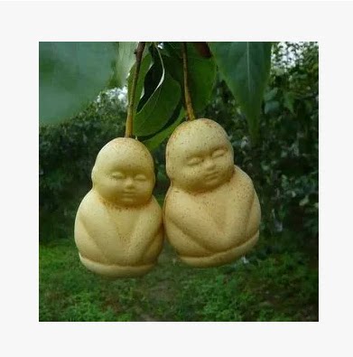 果树苗人参果树苗 盆栽人形人参果 人生果树苗 当年结果 自然结果