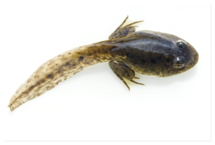 供应---牛蛙,美国青蛙,田鸡,青蛙蝌蚪