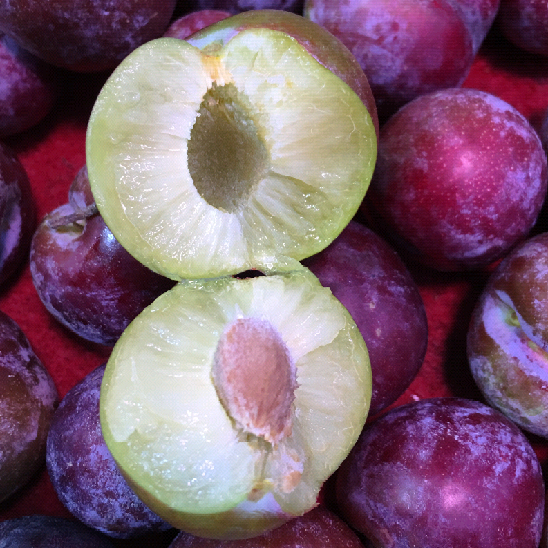 正宗广西天峨龙滩新鲜珍珠李子5斤包邮 最甜的李子在天鹅