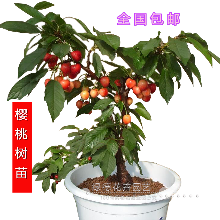 桃树热粘皮嫁接图解_图解大全