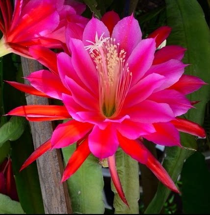 红花宝剑仙人掌 蟹爪兰 令箭荷花 优秀嫁接木 令剑荷花扡插苗