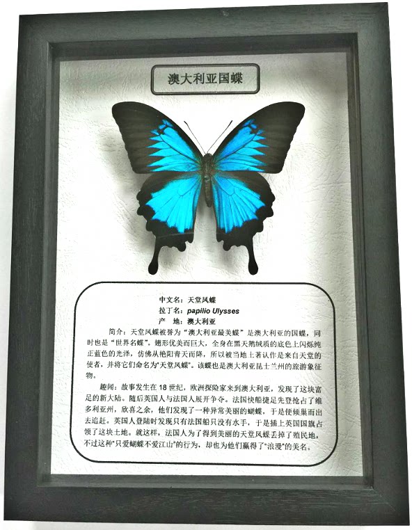 蝶语:天堂凤蝶 澳大利亚国蝶 超大超美 真蝴蝶标本 个性定制