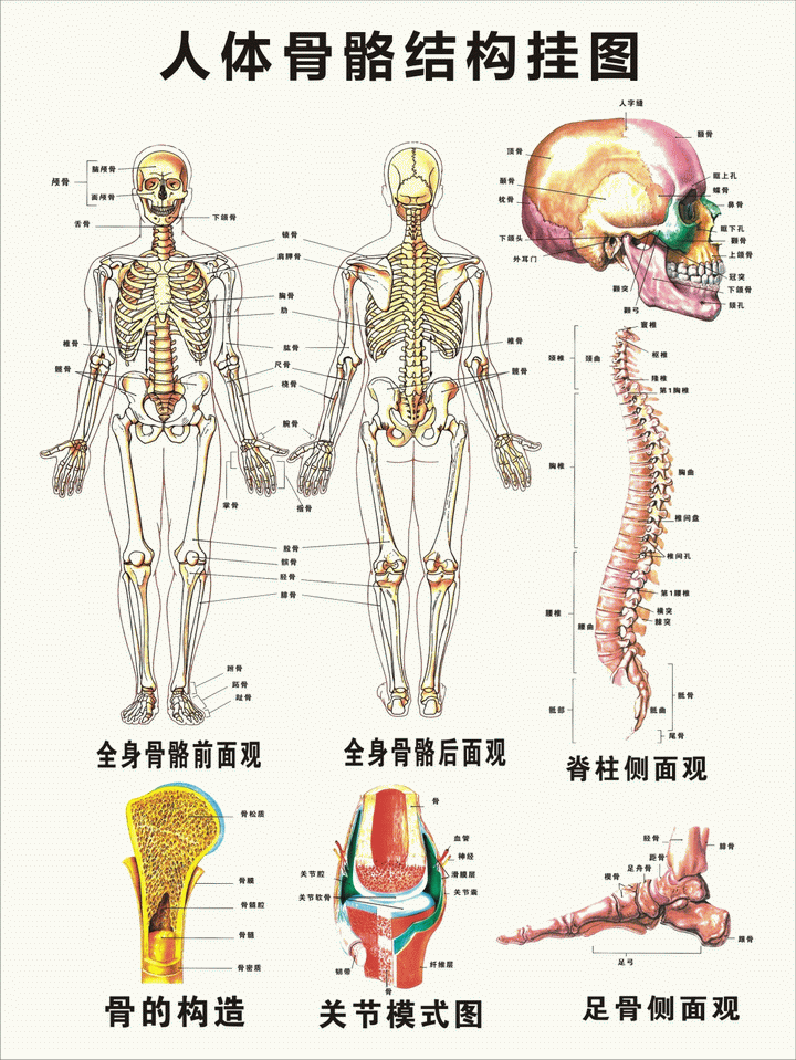 085 人体骨骼结构图0.6x0.8米 医学挂图 教学挂图 可定制
