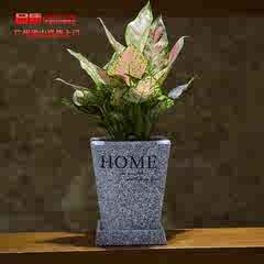 如意花盆栽价格_如意花盆栽图片