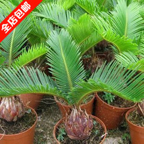 庭院精品苏铁苗 铁树盆栽 铁树植物室内花卉绿植 四季常青 小盆景