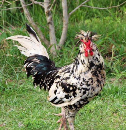 上海猪状元 特供 散养英国贵妃鸡 1公斤 速冻 半成品 限江浙沪