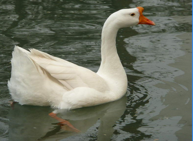 苏北农家散养2年土鹅 老鹅散养大白鹅草鹅笨鹅 新鲜鹅肉 活鹅现杀