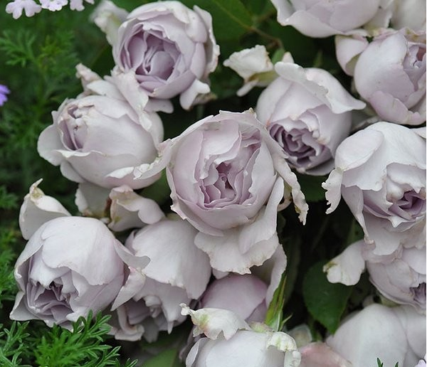 新品欧月路西法 日本月季天堂系列 浓香 多季节重复盛开