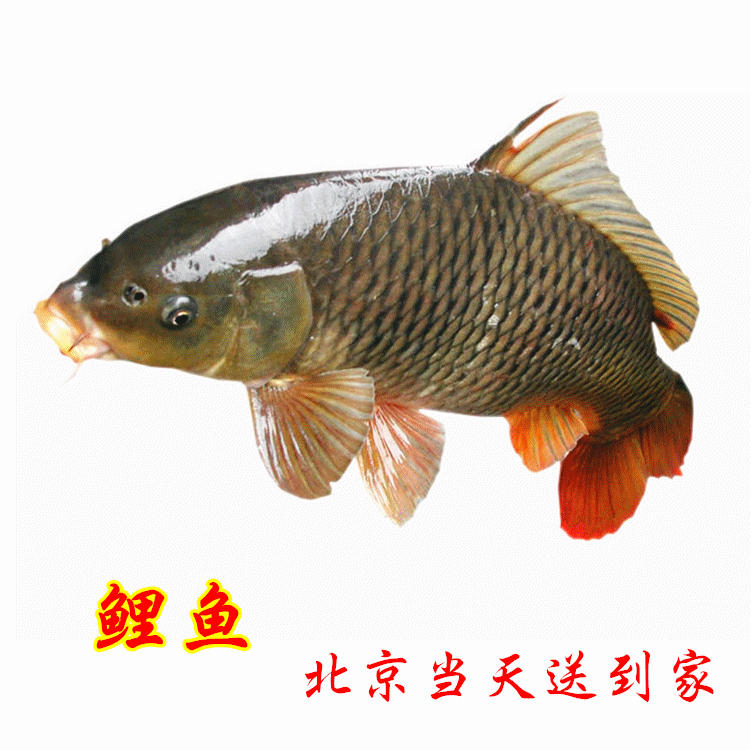 【京城海鲜】新鲜水产 活鱼海鲜 鲤鱼(1.8--2斤/条)新鲜送到家