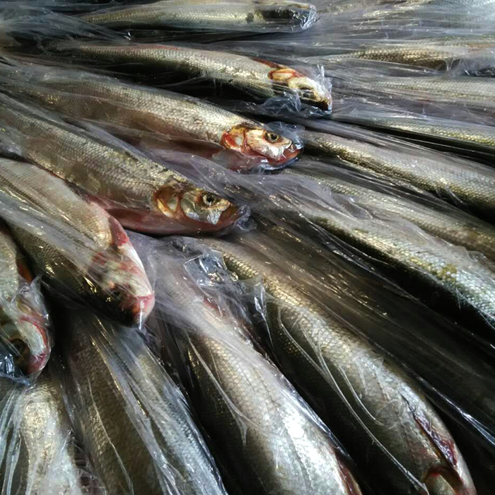 东北特产黑龙江抚远特产纯江野生鱼红尾鱼天然无污染新鲜发货