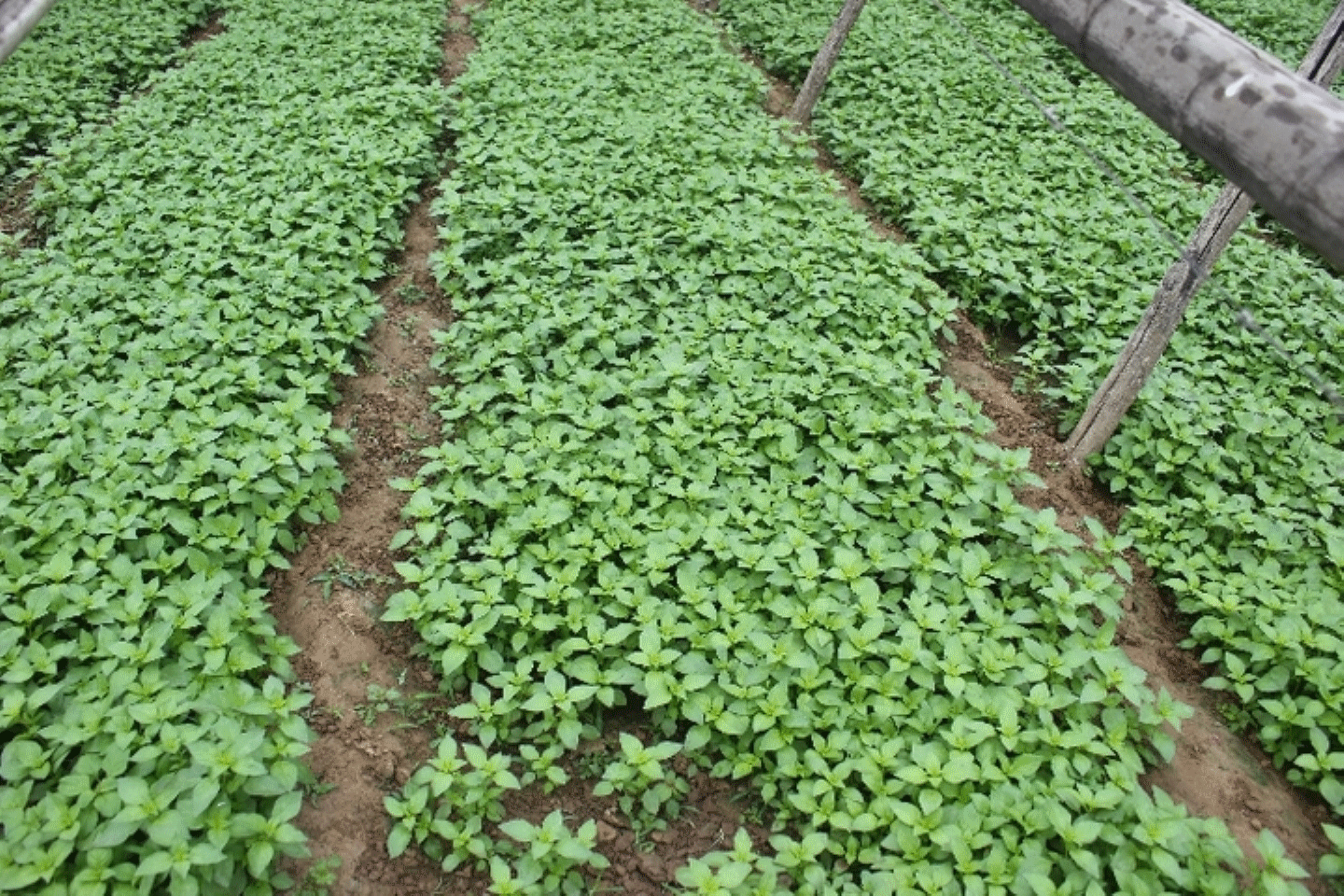 斤顺丰包邮农家新鲜蔬菜扶沟大叶香荆芥带根可成活 非荆芥种子1