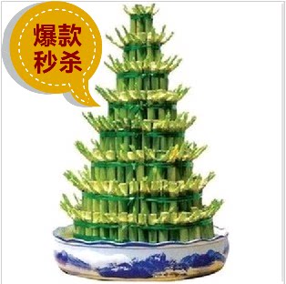 包邮 节节高 富贵竹 竹塔 开运竹 步步高 绿色水培植物盆栽