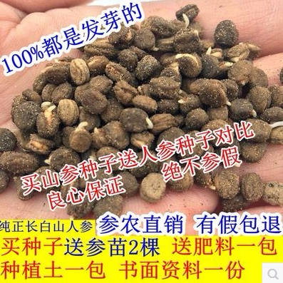 长白山人参种子西洋参种子野山参种子已催芽包成活全国包邮
