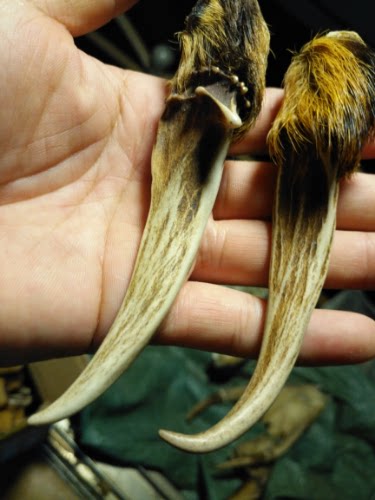 黄猄角纯天然麂子角辟邪平安可做钥匙扣包包挂件黄京角老山几子角