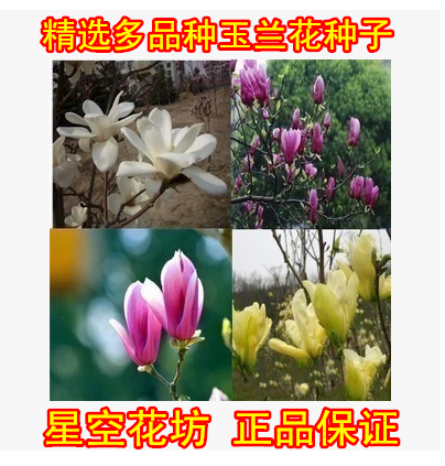 玉兰花种子