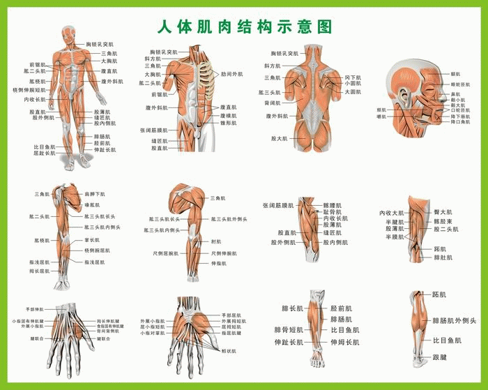 人体肌肉结构图 人体肌肉分布图 人体肌肉挂图 0.8x1米 包邮