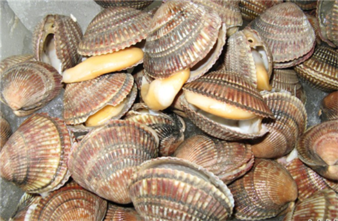 鸟贝活鸟贝金钩鸟贝海鲜鲜活鸟贝黄鸟贝,500克/16元