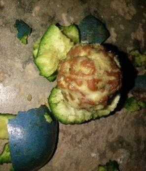 金刚果菩提子带皮青果20mm以上雕刻精致装饰样品手串