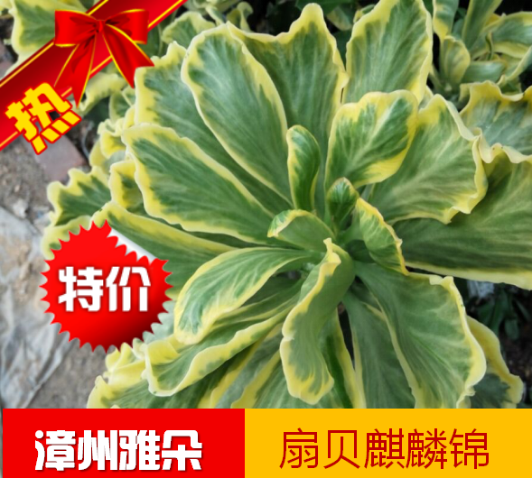 大戟科 【扇贝麒麟锦】金黄色叶子 龙骨嫁接 6-8公分