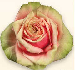 火龙果 月季店铺-火龙果 月季商家直销