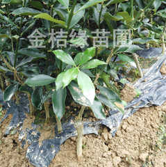 融安金桔苗价格_融安金桔苗图片