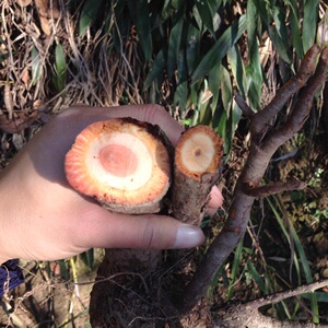 野生猕猴桃根,雄洋桃根雄杨桃根藤梨根.25元一斤全国包邮