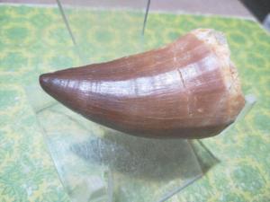 辽西1991淘宝天然美国半锯齿sha鱼牙齿化石原石头标本收藏摆件标本