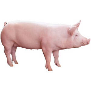 约1原种b2白杜公猪苏二元高产长白母猪猪太湖太洛太种长大克克三