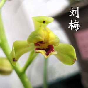 盆花超香兰花h 刘梅 蕙兰花草室内阳台桌面 兰卉观花植物开.
