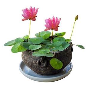 碗花水培植物迷你四水开花荷花盆栽花g草睡莲莲季培花z卉室内外水